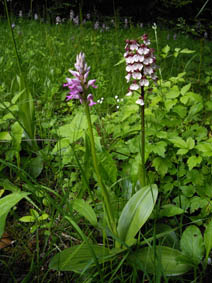 Orchis militaris